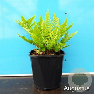 Dryopteris cristata GM 2,0L