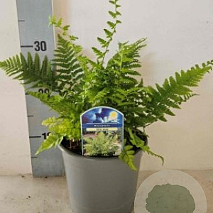Dryopteris filix-mas 35-40 cm 10L