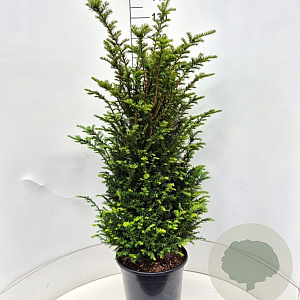 Taxus baccata 100-125 cm 20L