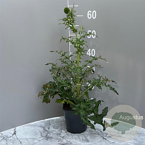 Echinops bannaticus 'Star Frost' GM 2,0L