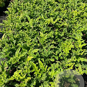 Echinops bannaticus 'Star Frost' GM 2,0L