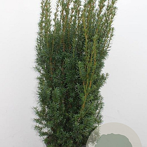 Taxus media 'Hicksii' 120-140 cm met kluit