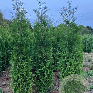 Thuja occ. 'Brabant' 275-300 cm draadkluit