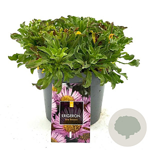 Erigeron gl. 'Sea Breeze' GM 2,0L