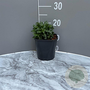 Erigeron gl. 'Sea Breeze' GM 2,0L
