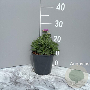 Erigeron gl. 'Sea Breeze' GM 2,0L