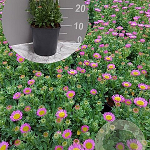 Erigeron gl. 'Sea Breeze' GM 2,0L