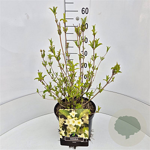 Weigela 'Candida' 50-60 cm 20L
