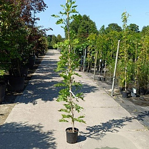 Wisteria flor. 'Shiro-noda' 250-300 cm 7,5L