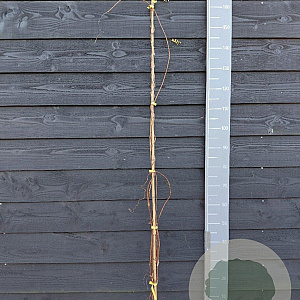 Wisteria macrostachya 'Blue Moon' 150-175 cm vierkant rond 5,5L