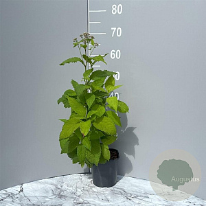 Eupatorium purpureum GM 2,0L
