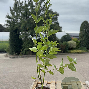Cornus alba 60-80 cm 2,0L