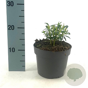 Euphorbia characias wulfenii GM 2,0L