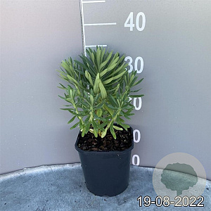 Euphorbia characias wulfenii GM 2,0L