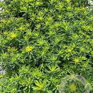 Euphorbia polychroma 'Senior' GM 2,0L