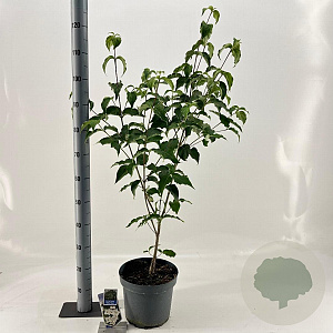 Cornus k. 'Milky Way' 60-80 cm 7,5L