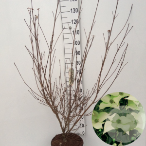 Cornus k. 'Milky Way' 120-140 cm 15L