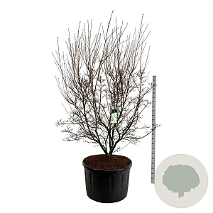 Cornus k. 'Milky Way' 225-250 cm cont. 285L solitair