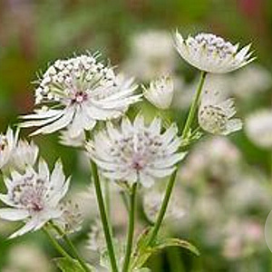 Astrantia maj. 'April Love' GM P9