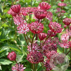 Astrantia maj. 'Claret' GM P9