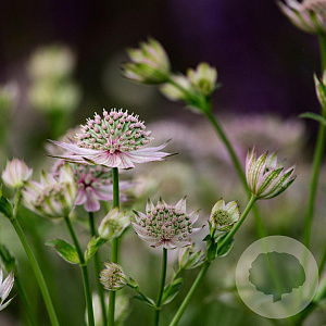 Astrantia maj. 'Florence' GM P9