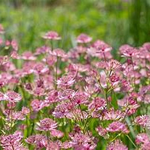 Astrantia maj. 'Milano' GM P9