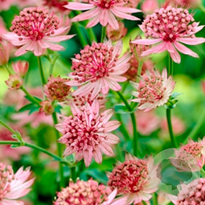 Astrantia maj. 'Roma' GM P9
