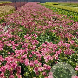 Astrantia maj. 'Roma' GM 2,0L