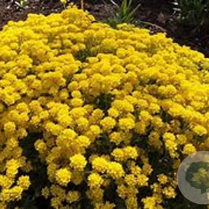 Aurinia sax. 'Gold Cushion' GM P9