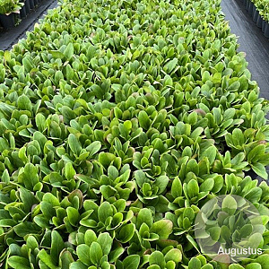 Bergenia 'Bressingham White' GM 2,0L