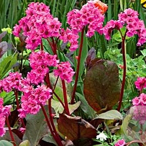 Bergenia 'Cabernet' GM P9