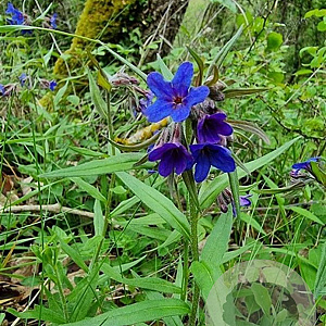 Buglossoides purpurocaerulea GM P9
