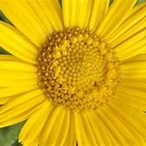 Buphthalmum sal. 'Alpengold' GM P9