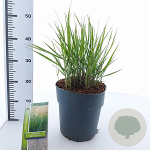 Calamagrostis acut. 'Karl Foerster' 60-80 cm 6,5L