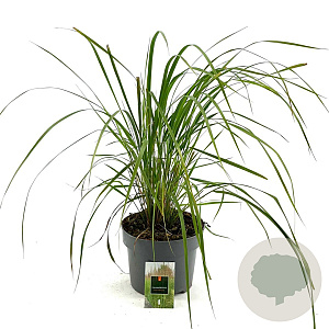 Calamagrostis acut. 'Karl Foerster' GM C5