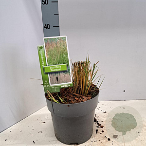Calamagrostis acut. 'Overdam' 40-50 cm 3,0L