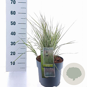 Calamagrostis acut. 'Overdam' 60-70 cm 6,5L