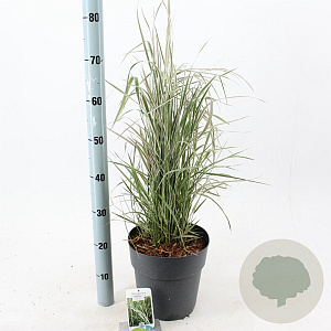 Calamagrostis acut. 'Overdam' 60-70 cm 6,5L