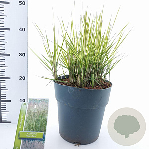 Calamagrostis acut. 'Overdam' 60-70 cm 6,5L