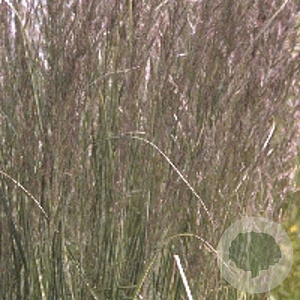 Calamagrostis acut. 'Overdam' GM P9