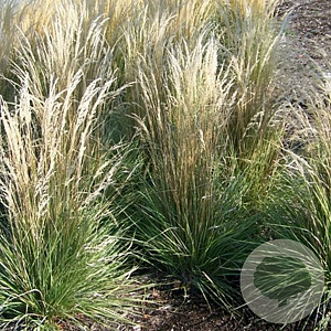 Calamagrostis acut. 'Overdam' GM P9
