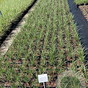 Calamagrostis acut. 'Overdam' GM 2,0L