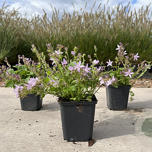 Campanula posch. 'Lisduggan Var.' GM P9