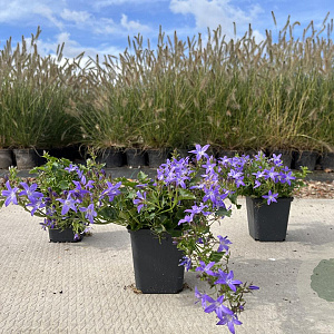 Campanula posch. 'Stella' GM P9