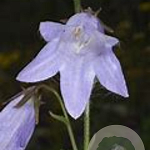 Campanula sarmatica 'Hemelstraling' GM P9