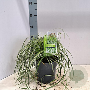 Carex Feather Falls 25-30 cm 3,0L