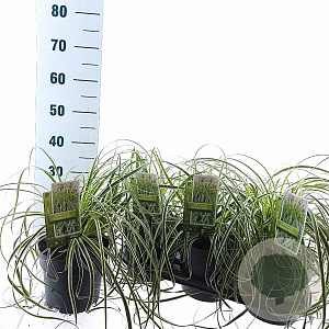 Carex Feather Falls 25-30 cm 3,0L