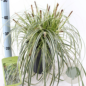 Carex Feather Falls 30-40 cm 6,5L