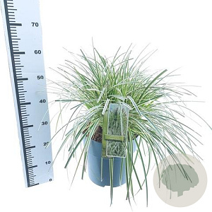 Carex Feather Falls 30-40 cm 12L
