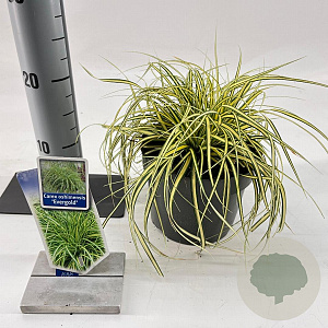 Carex oshim. 'Evergold' 20-25 cm 2,0L